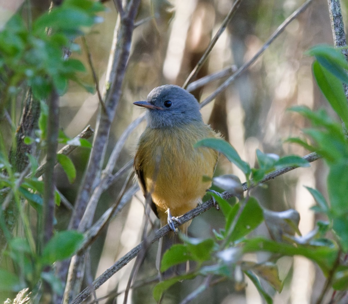 Gray-hooded Flycatcher - ML643170726