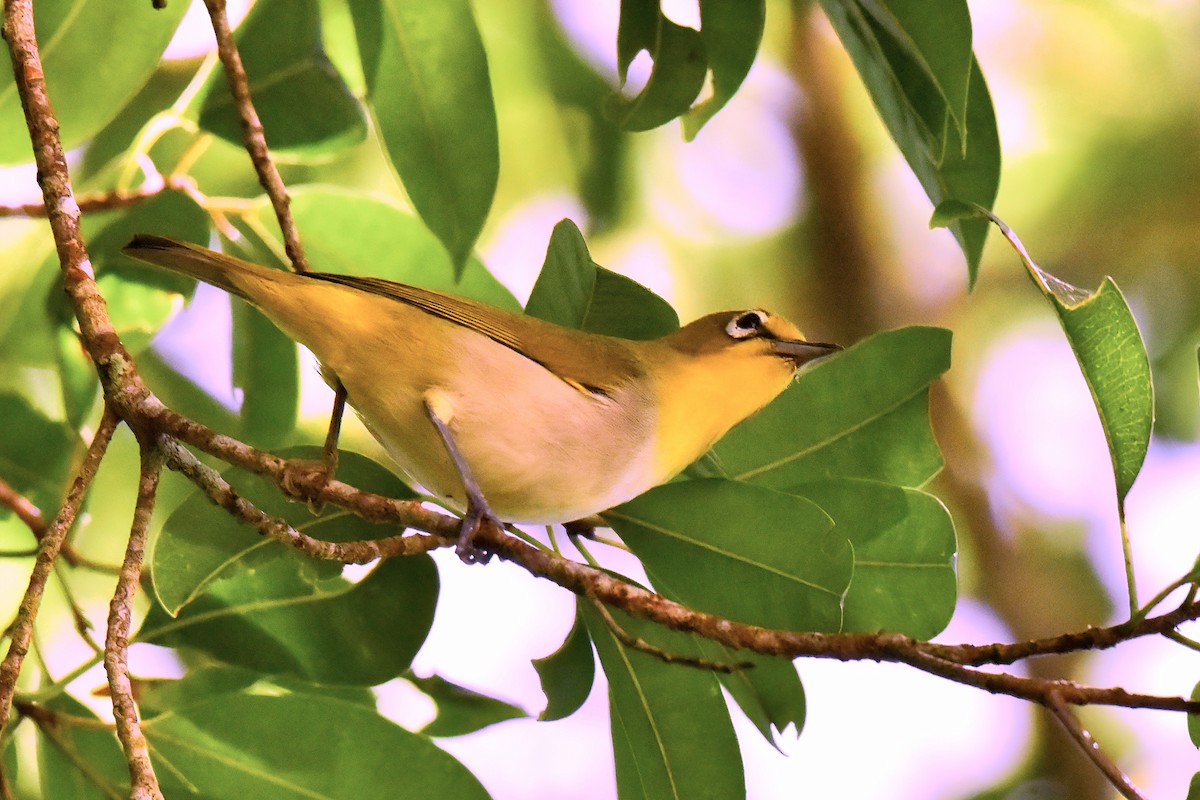 Ashy-bellied White-eye - ML643170739