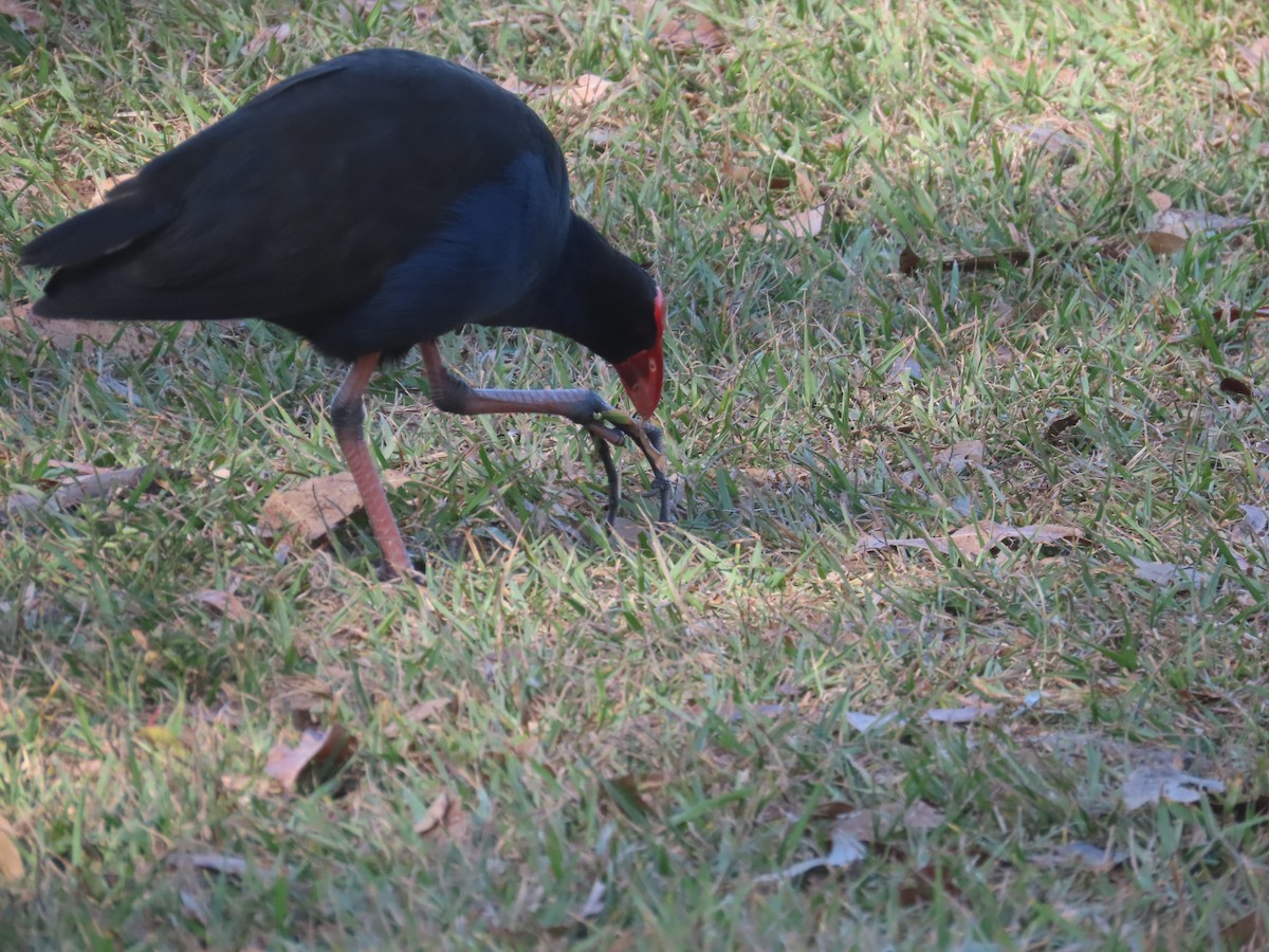 Australasian Swamphen - ML643170740