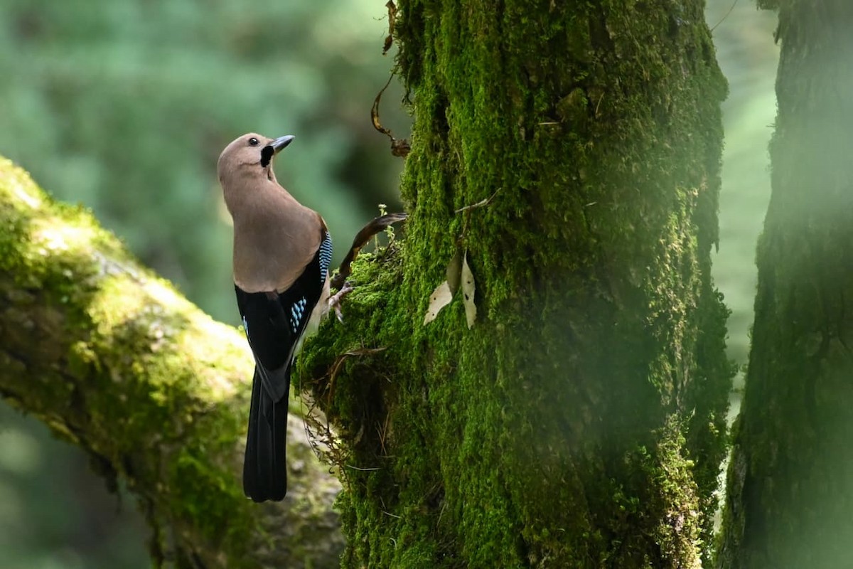Eurasian Jay - ML643170748