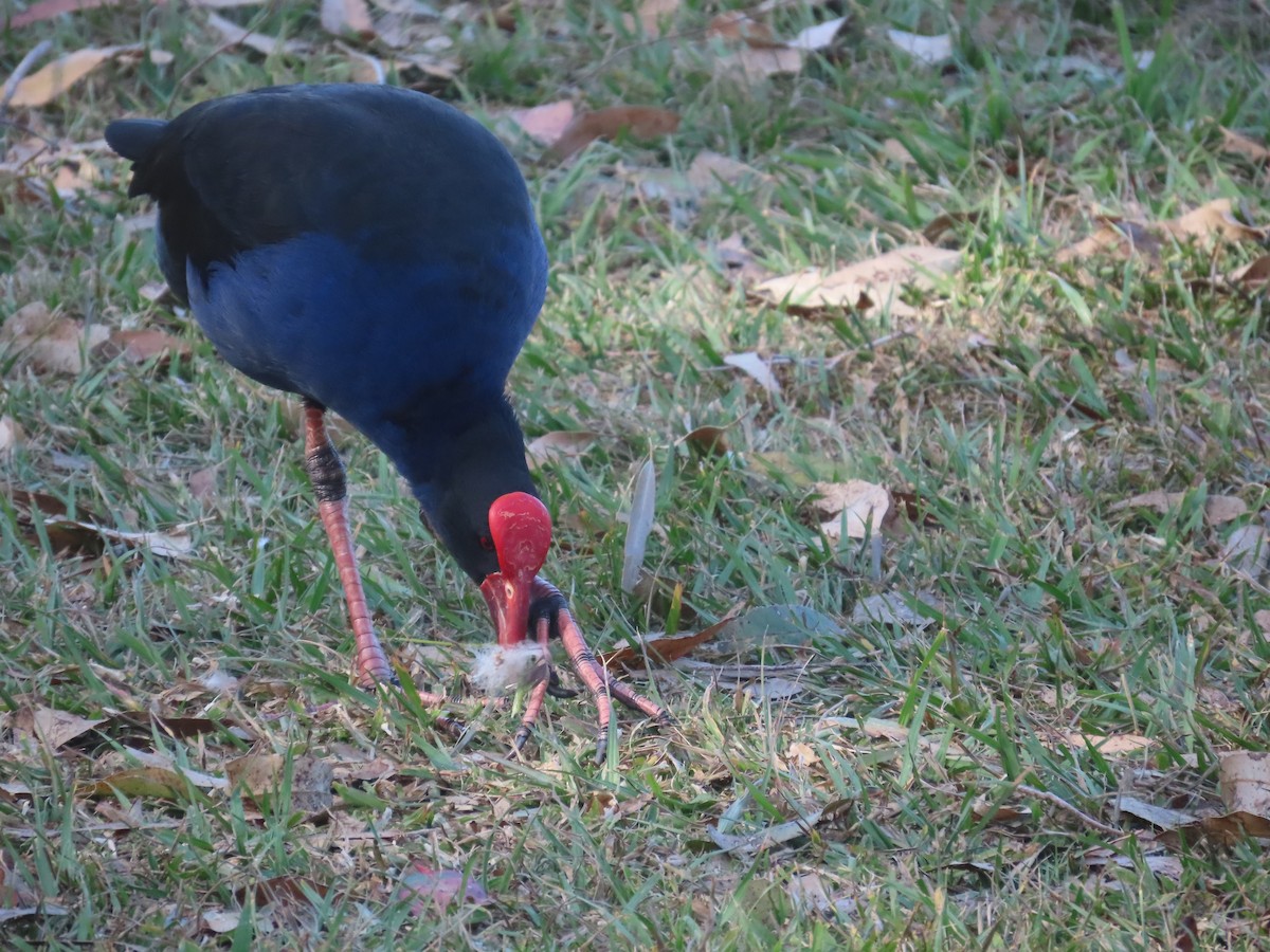 Australasian Swamphen - ML643170749