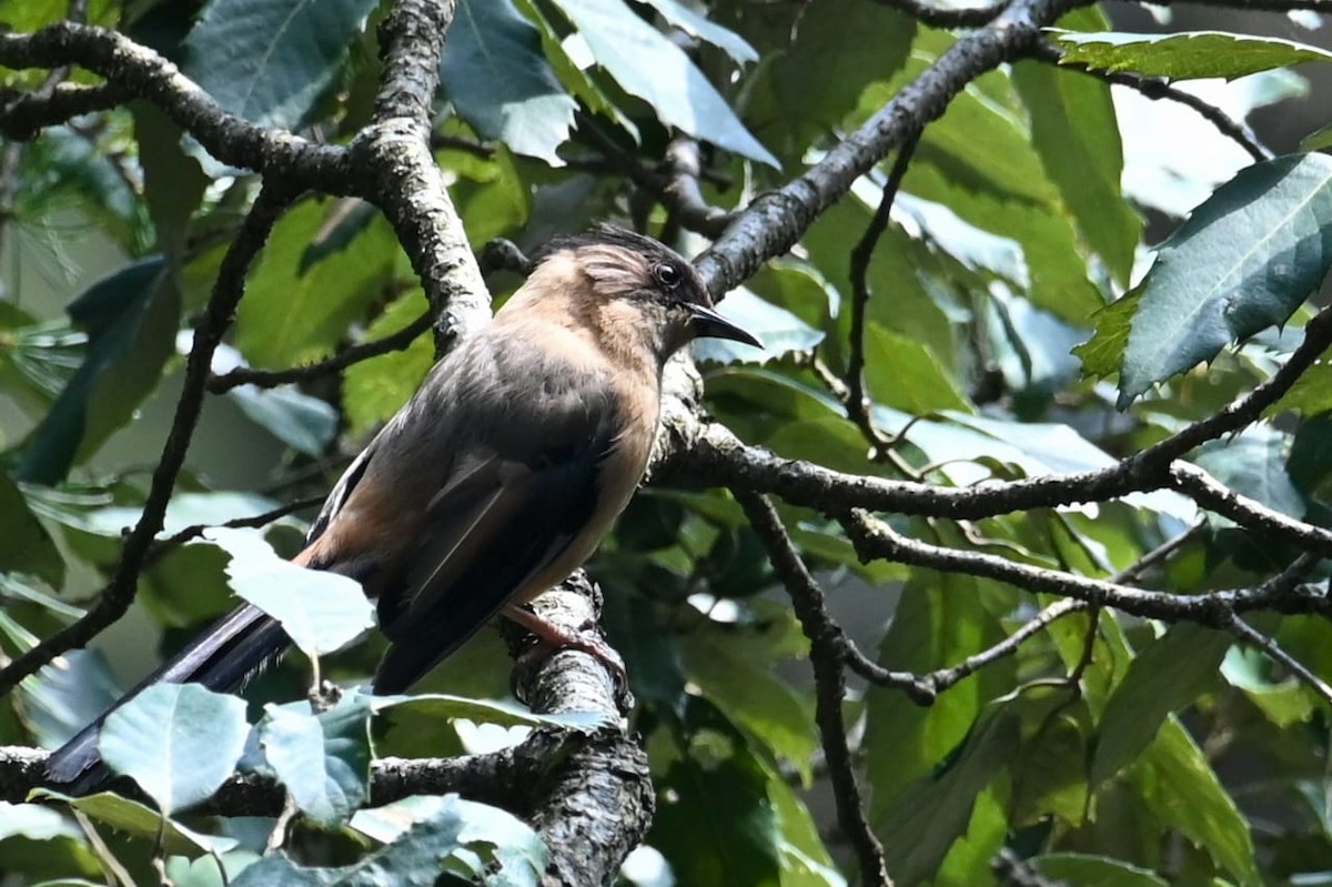 Rufous Sibia - ML643170750