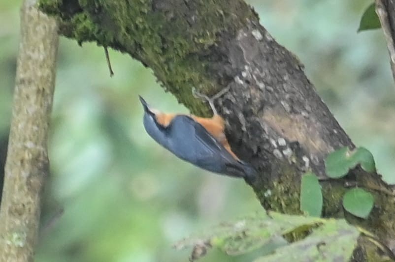 White-tailed Nuthatch - ML643170752