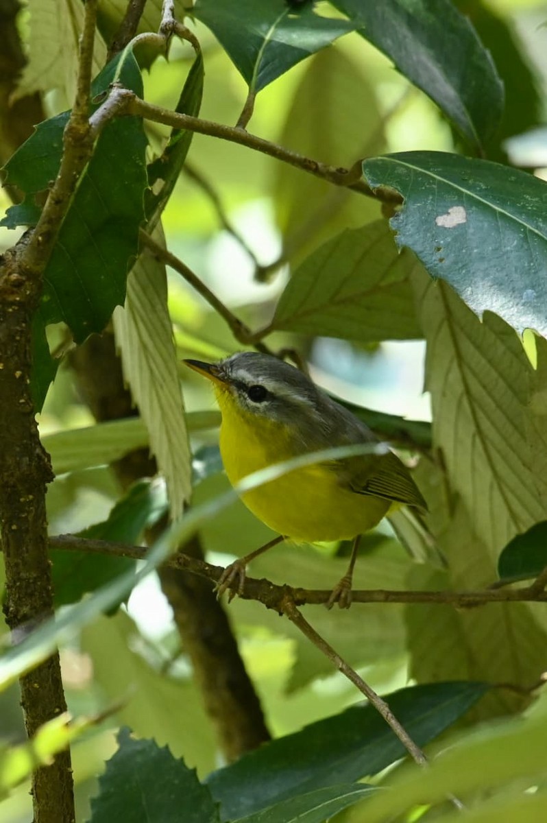 Gray-hooded Warbler - ML643170757