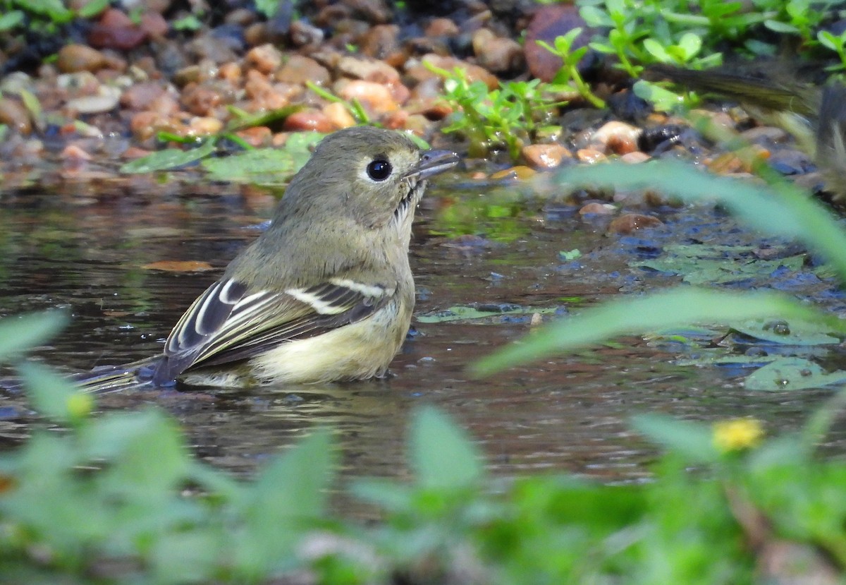 Hutton's Vireo - ML643170788