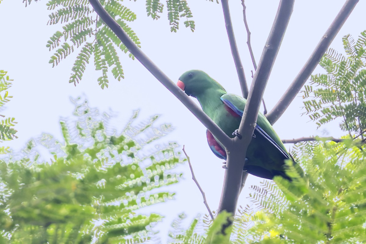 Moluccan Eclectus - ML643170795