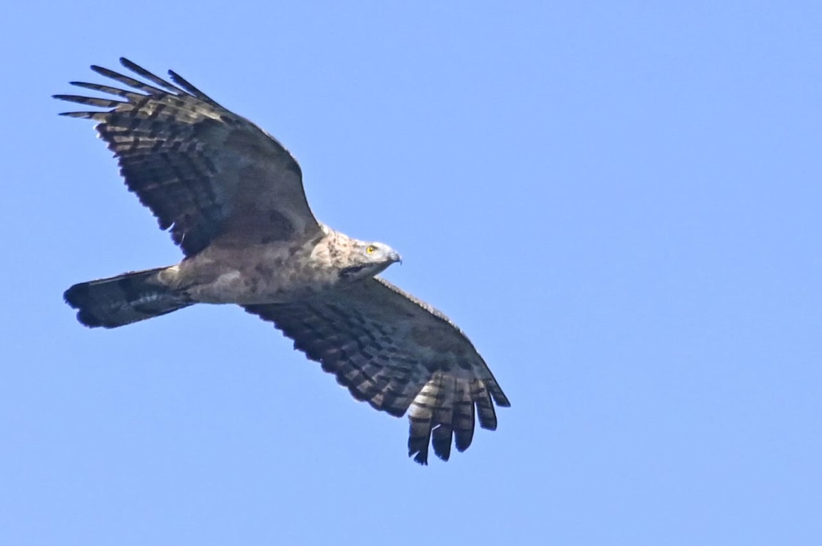 Oriental Honey-buzzard - ML643170805