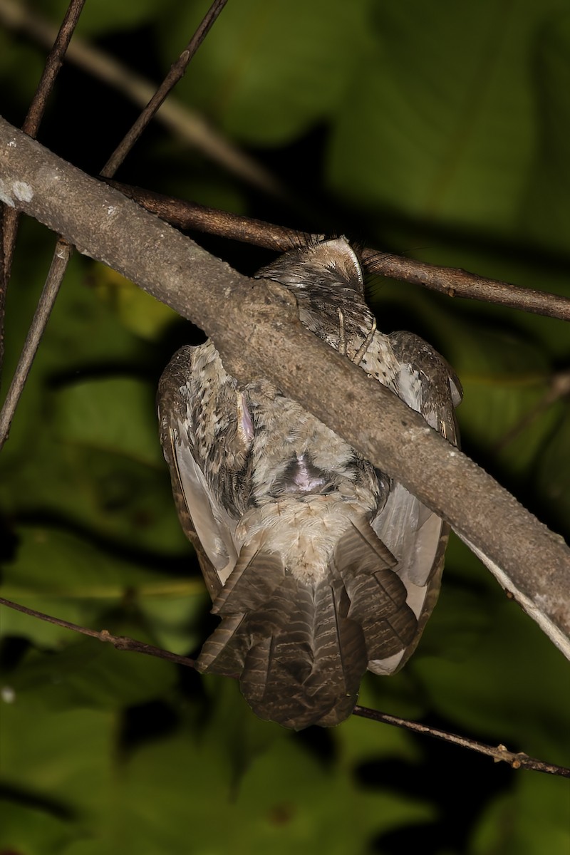 Moluccan Owlet-nightjar - ML643170806
