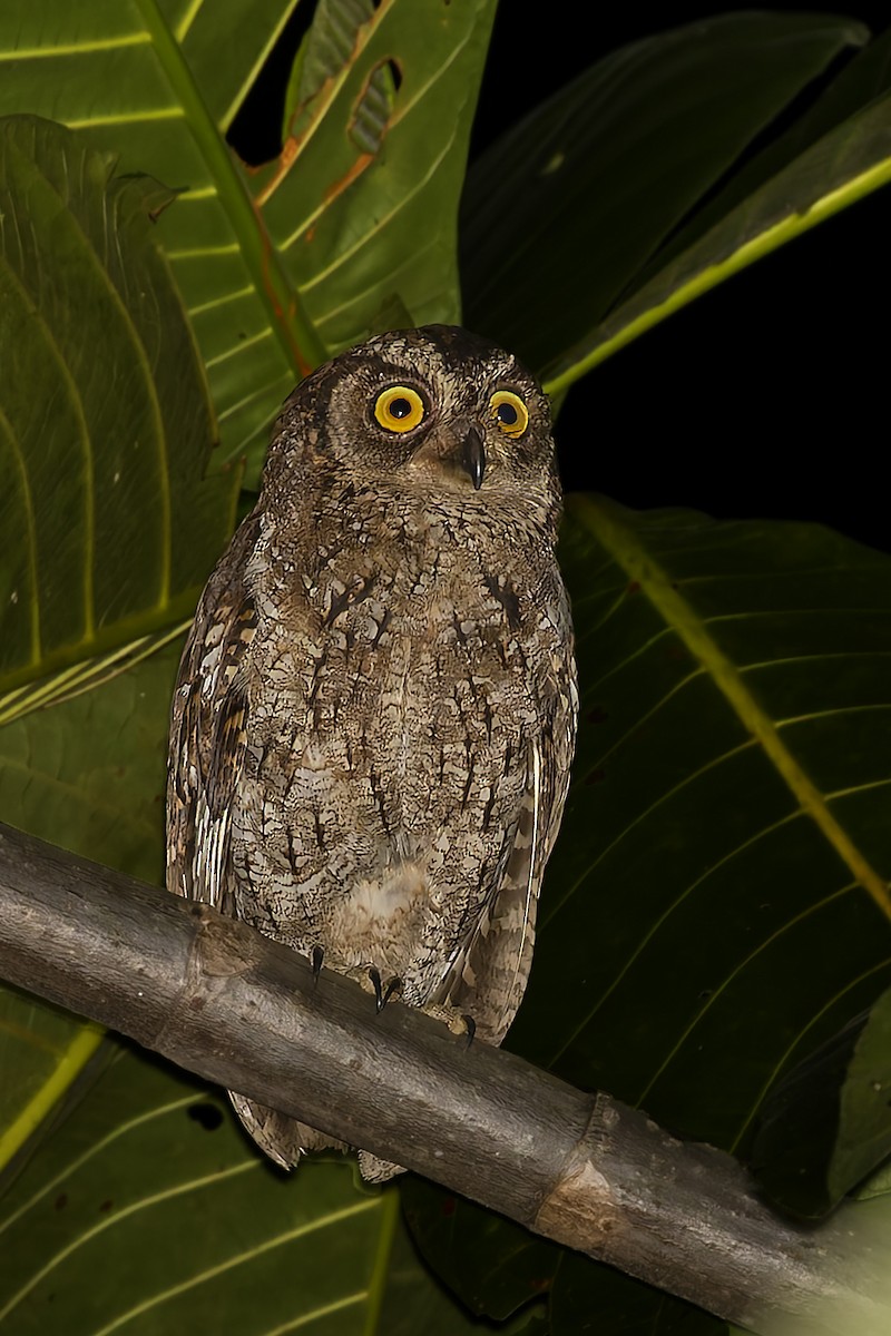 Moluccan Scops-Owl - ML643170810