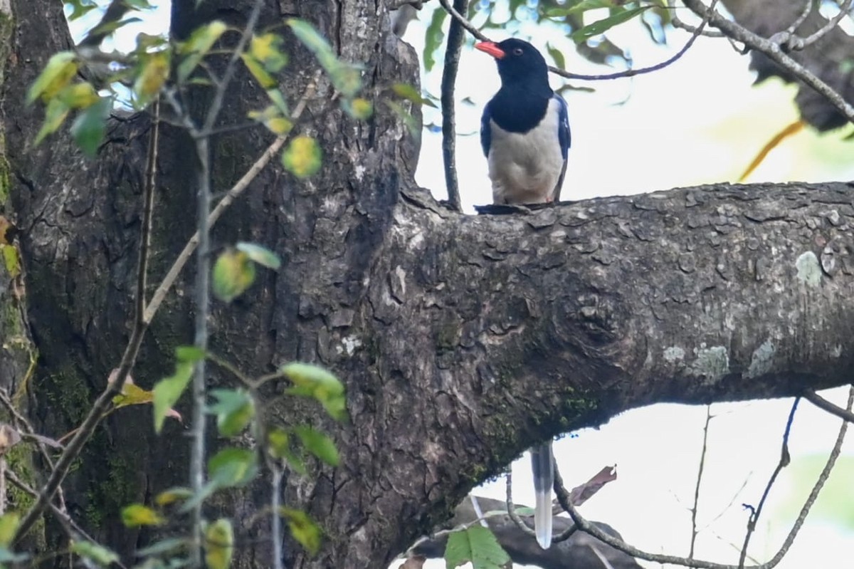 Red-billed Blue-Magpie - ML643170811