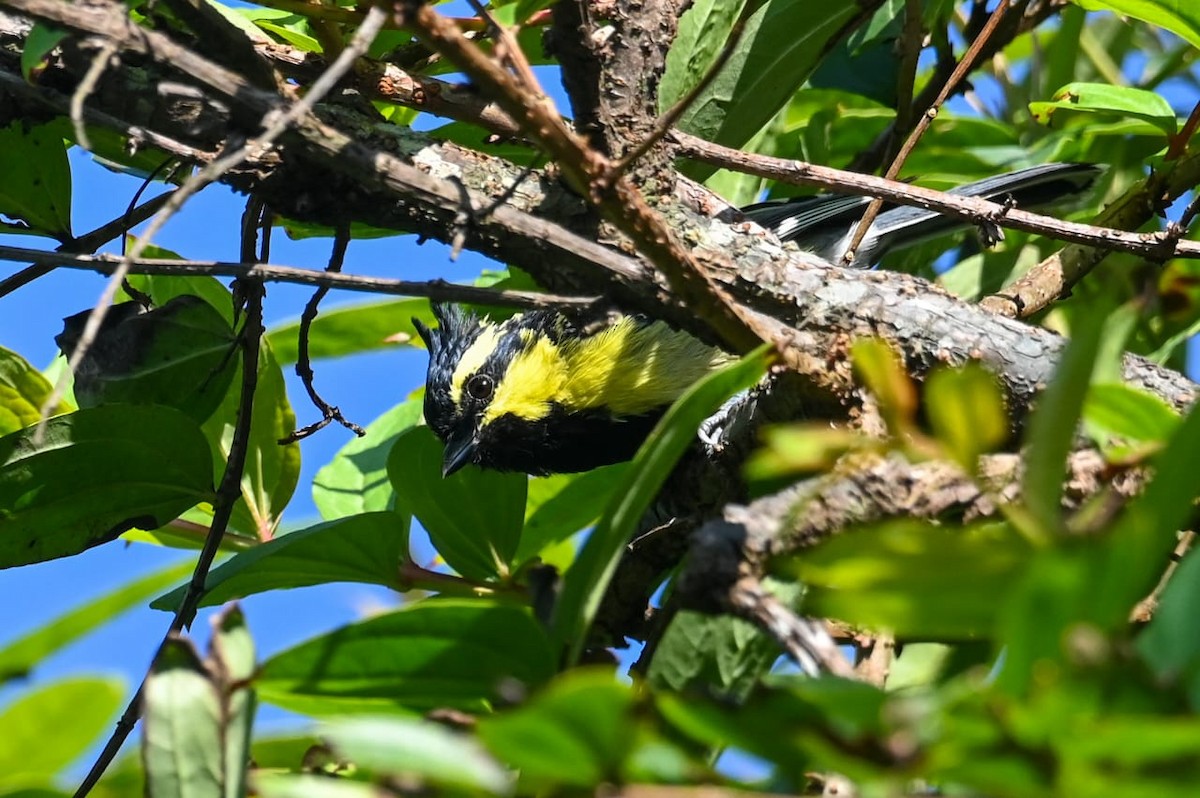 Himalayan Black-lored Tit - ML643170815
