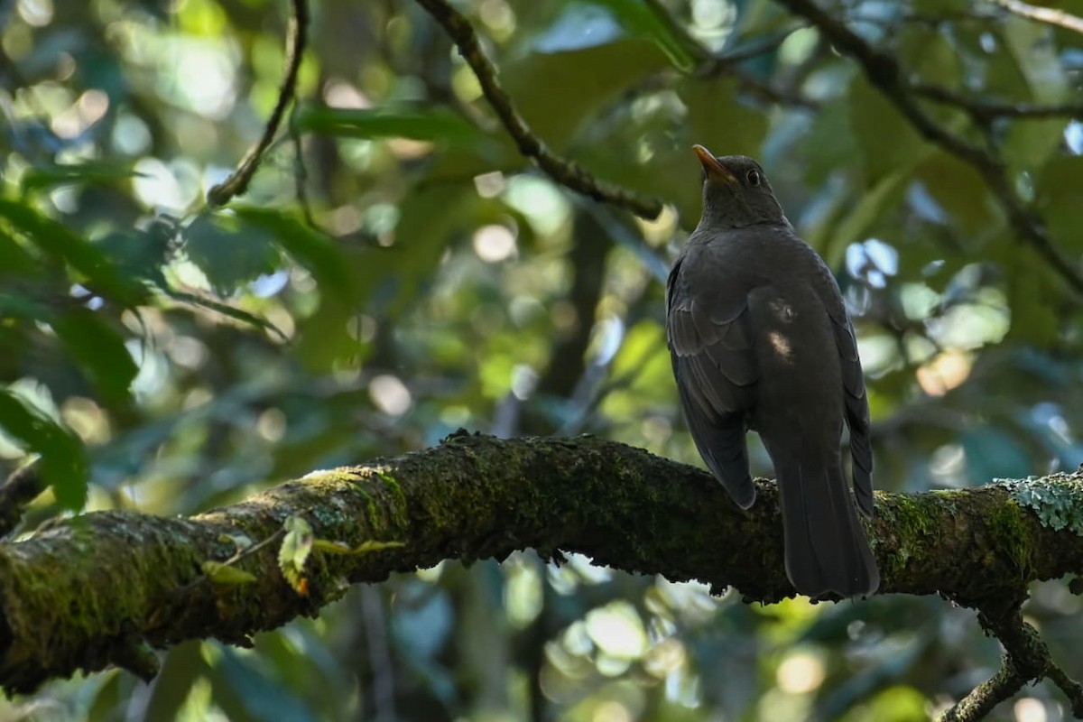 Gray-winged Blackbird - ML643170823
