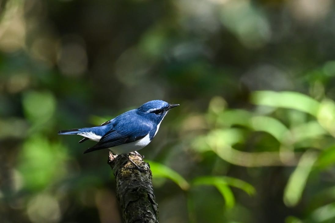 Ultramarine Flycatcher - ML643170825