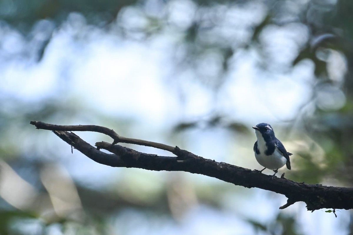 Ultramarine Flycatcher - ML643170826