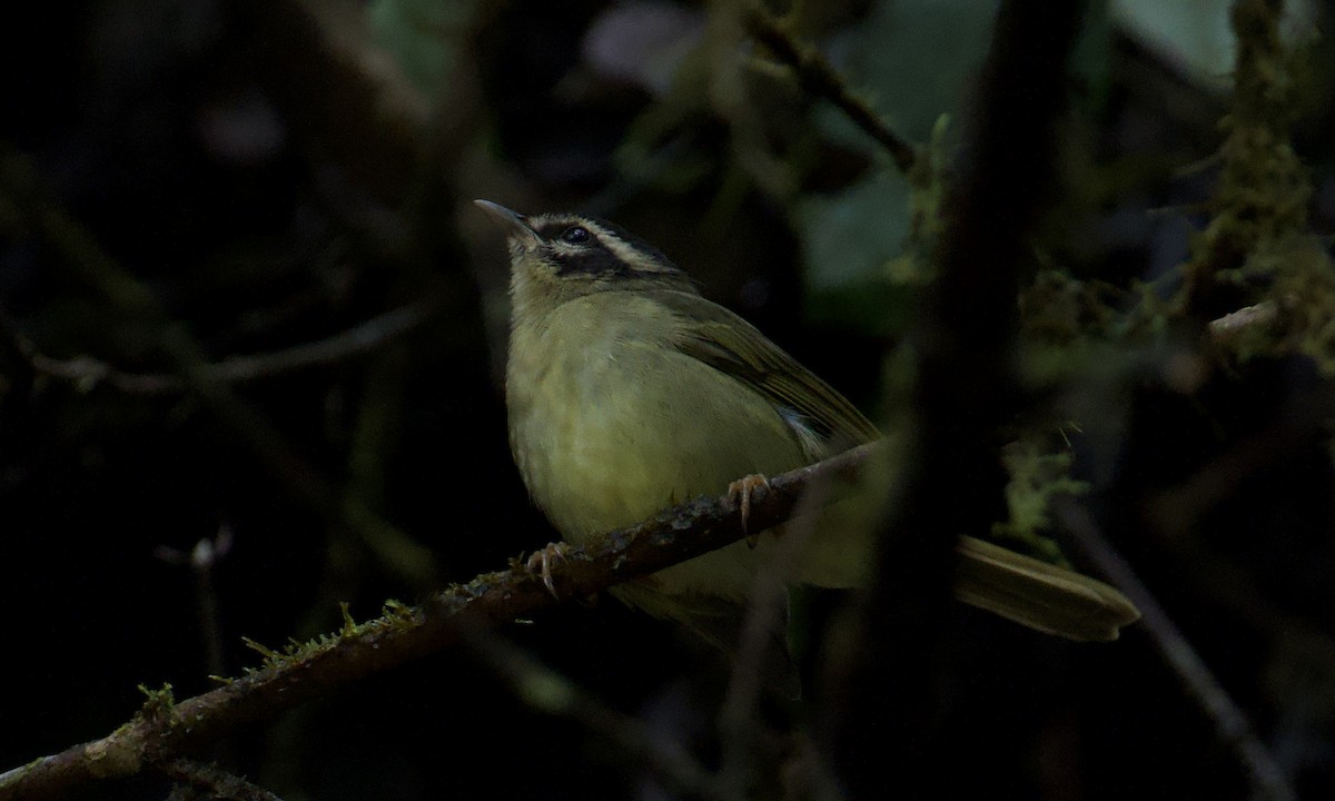 Three-striped Warbler - ML643170856