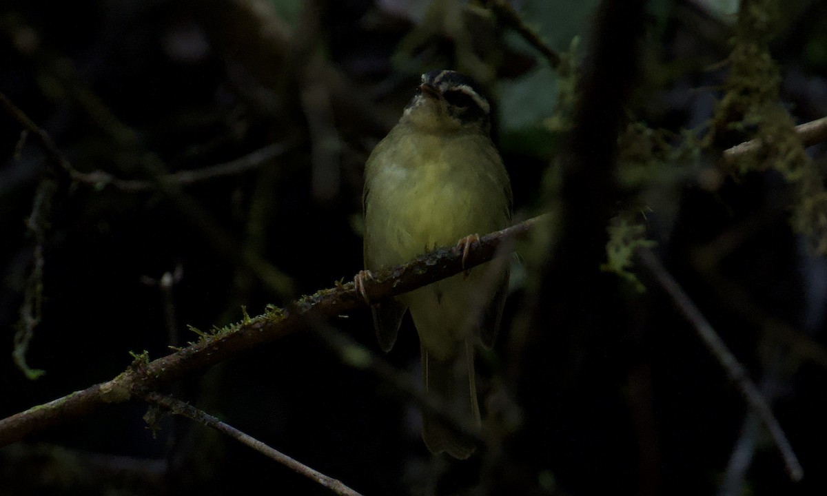 Three-striped Warbler - ML643170859