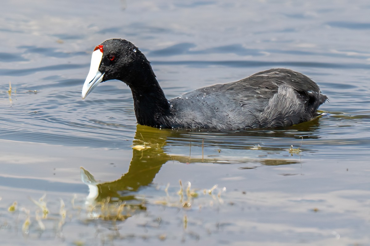 Red-knobbed Coot - ML643170865