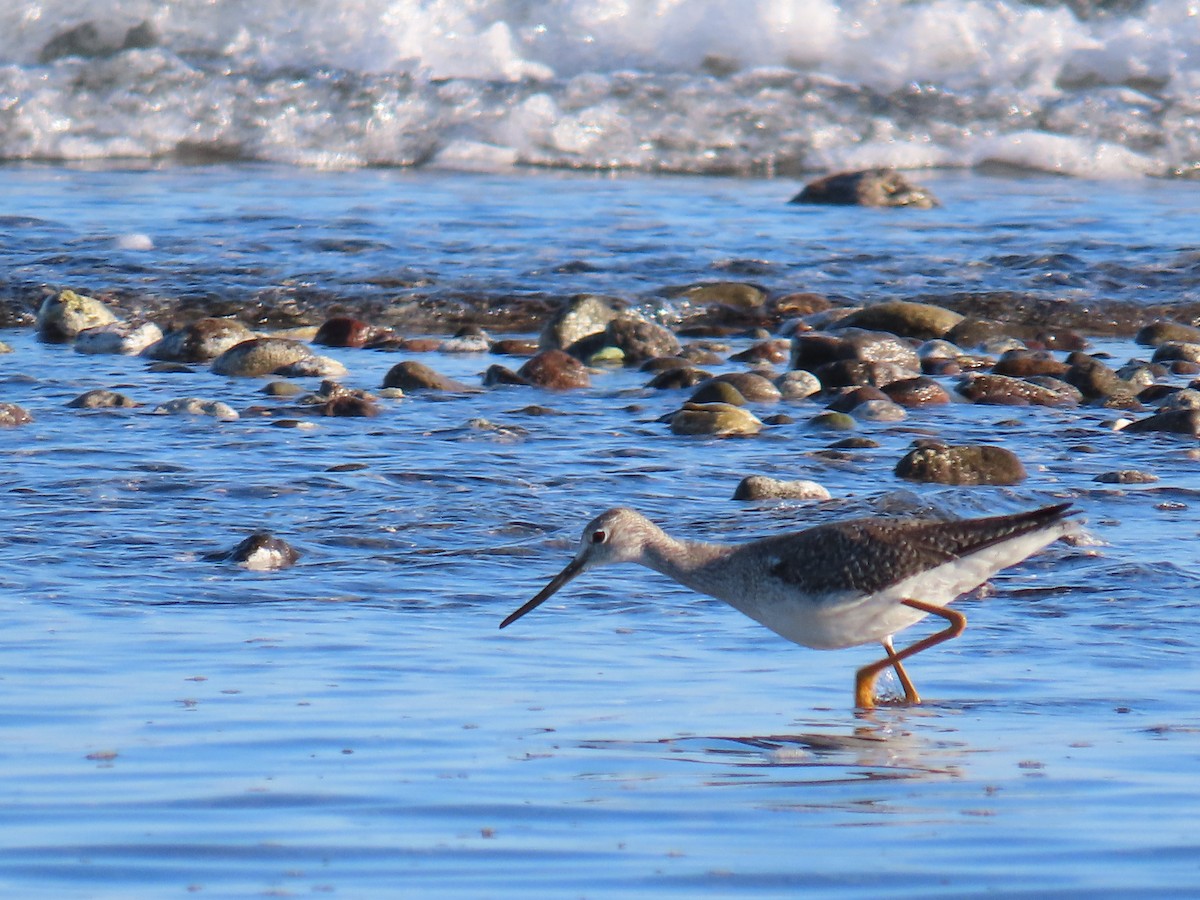 Lesser/Greater Yellowlegs - ML643170878