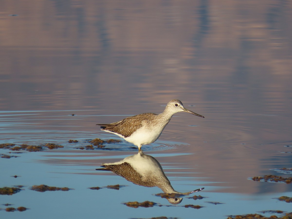 Lesser/Greater Yellowlegs - ML643170879