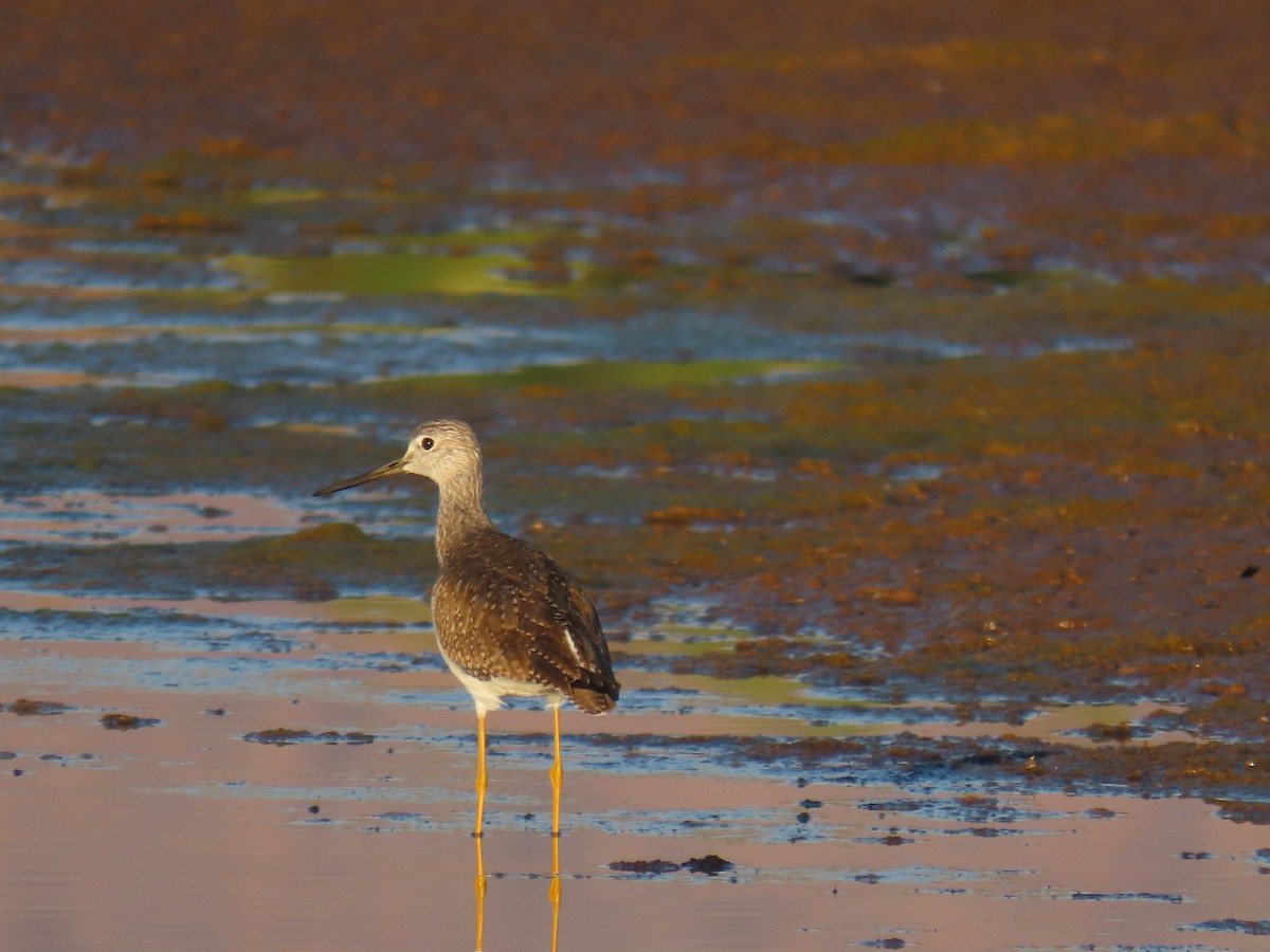 Lesser/Greater Yellowlegs - ML643170880