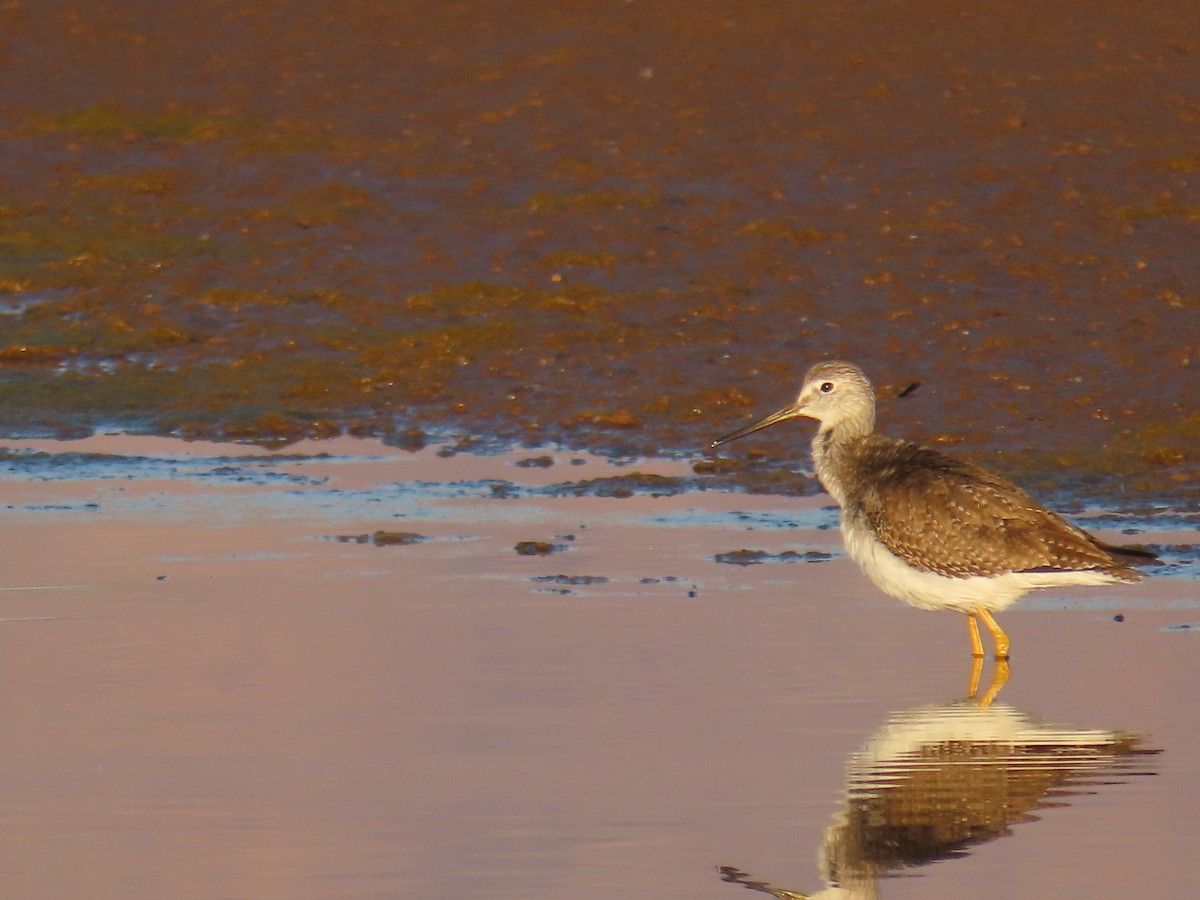 Lesser/Greater Yellowlegs - ML643170881