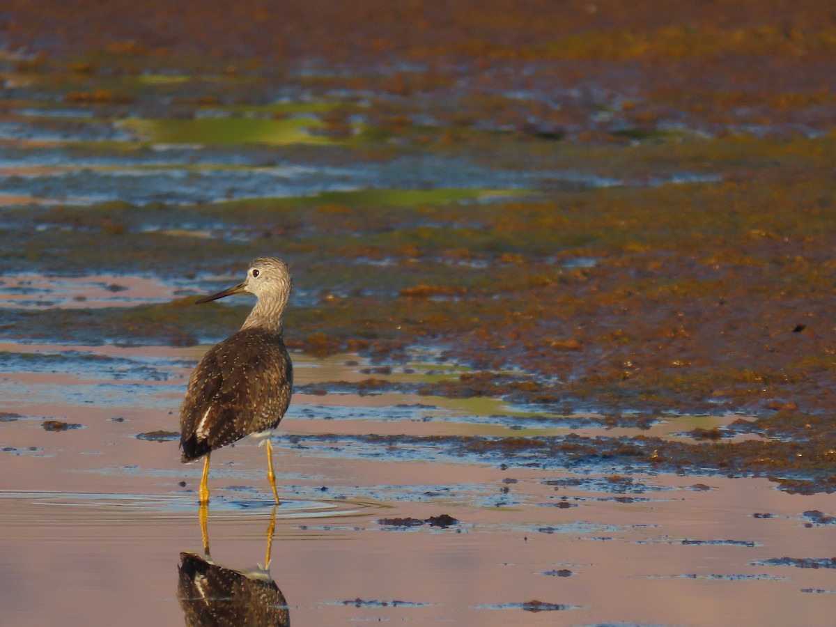 Lesser/Greater Yellowlegs - ML643170882