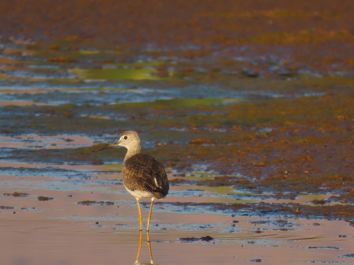 Lesser/Greater Yellowlegs - ML643170883