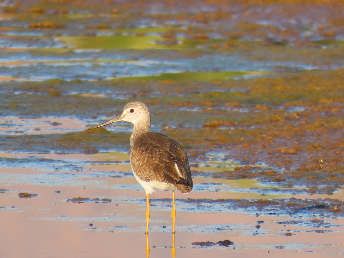 Lesser/Greater Yellowlegs - ML643170884
