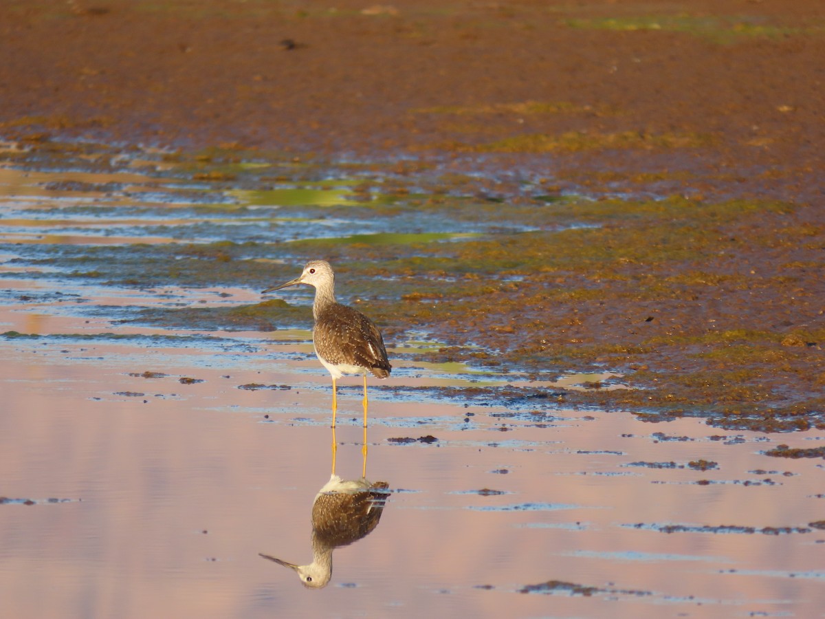 Lesser/Greater Yellowlegs - ML643170885