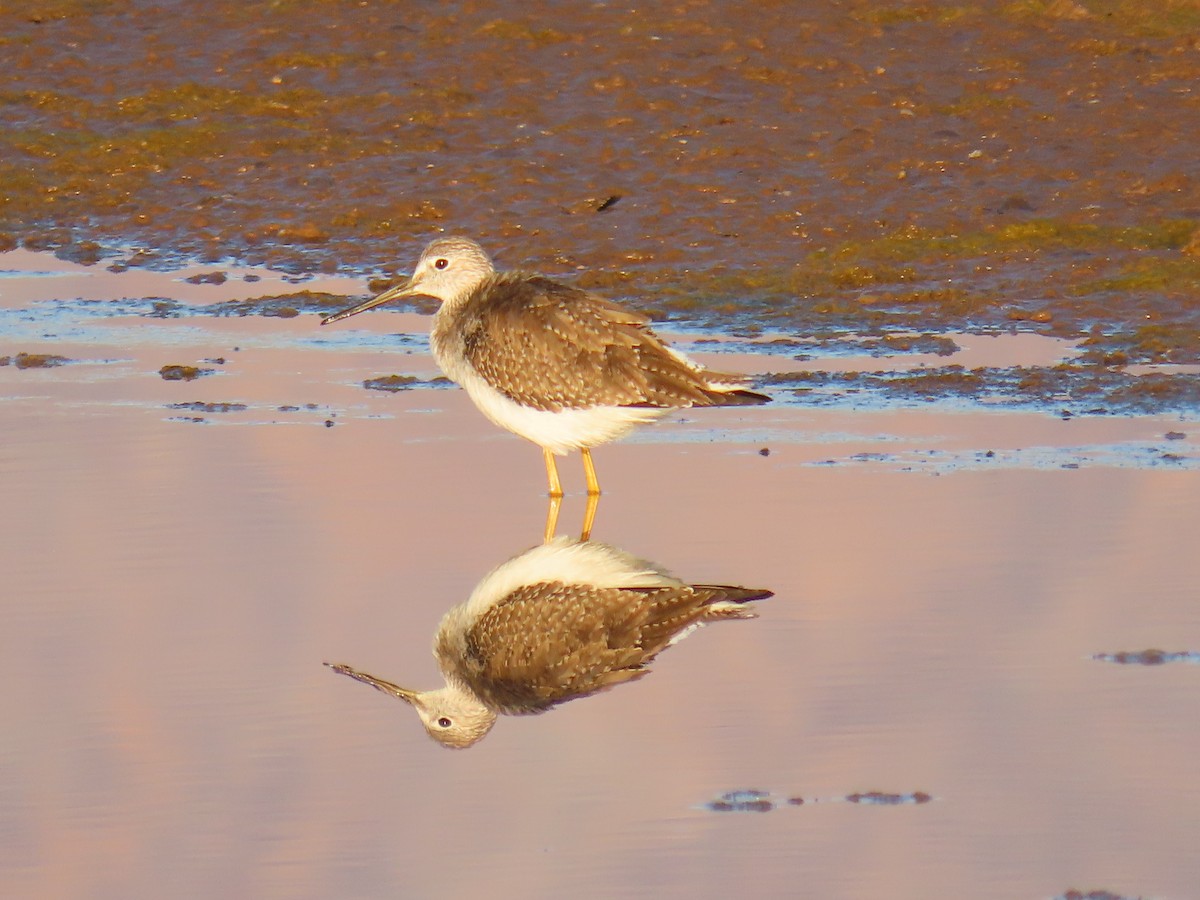 Lesser/Greater Yellowlegs - ML643170886