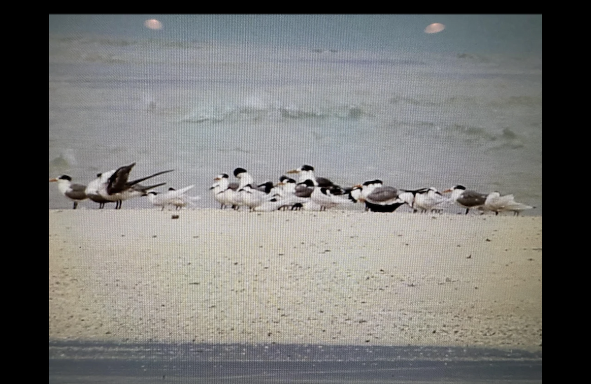 Lesser Crested Tern - ML643170895