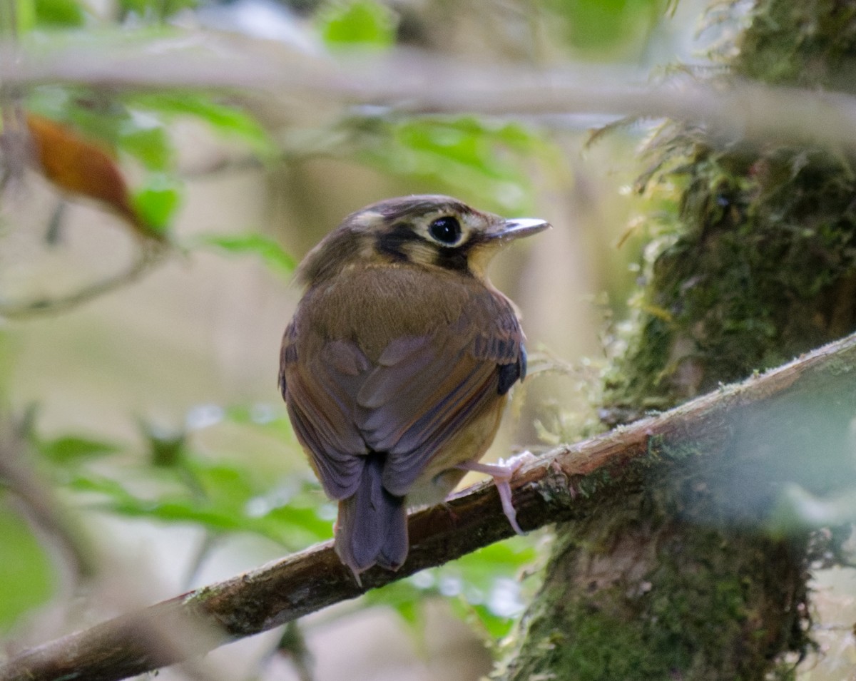 Gelbscheitel-Spatelschnabeltyrann - ML643170907