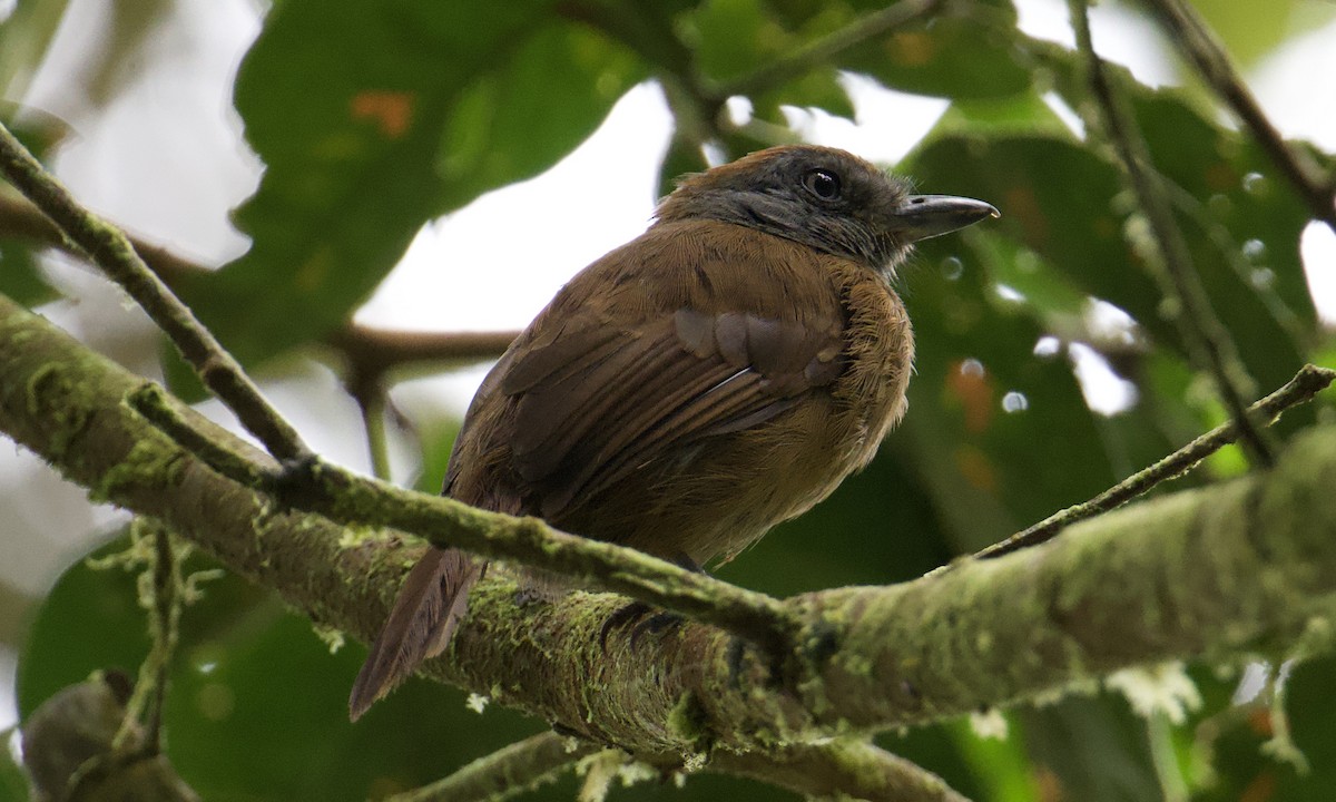Uniform Antshrike - ML643170929