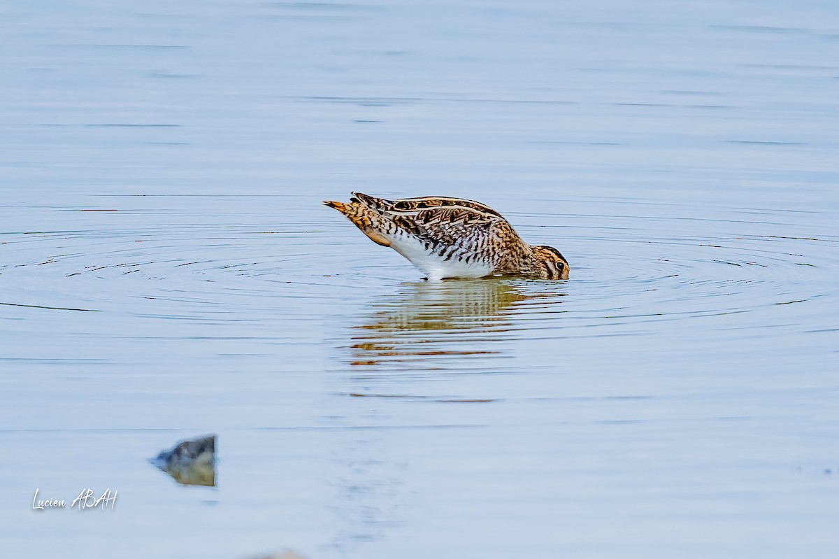 Common Snipe - ML643170980