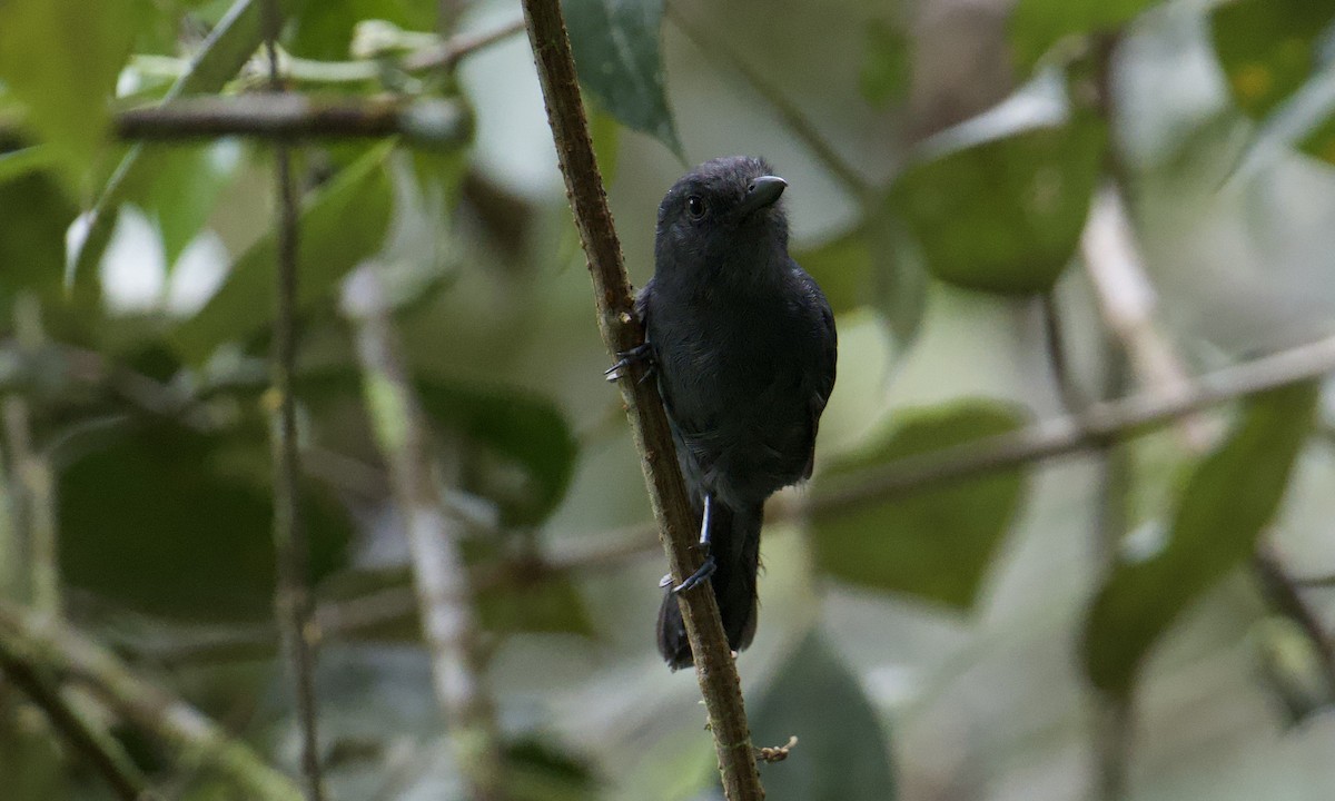 Uniform Antshrike - ML643171012
