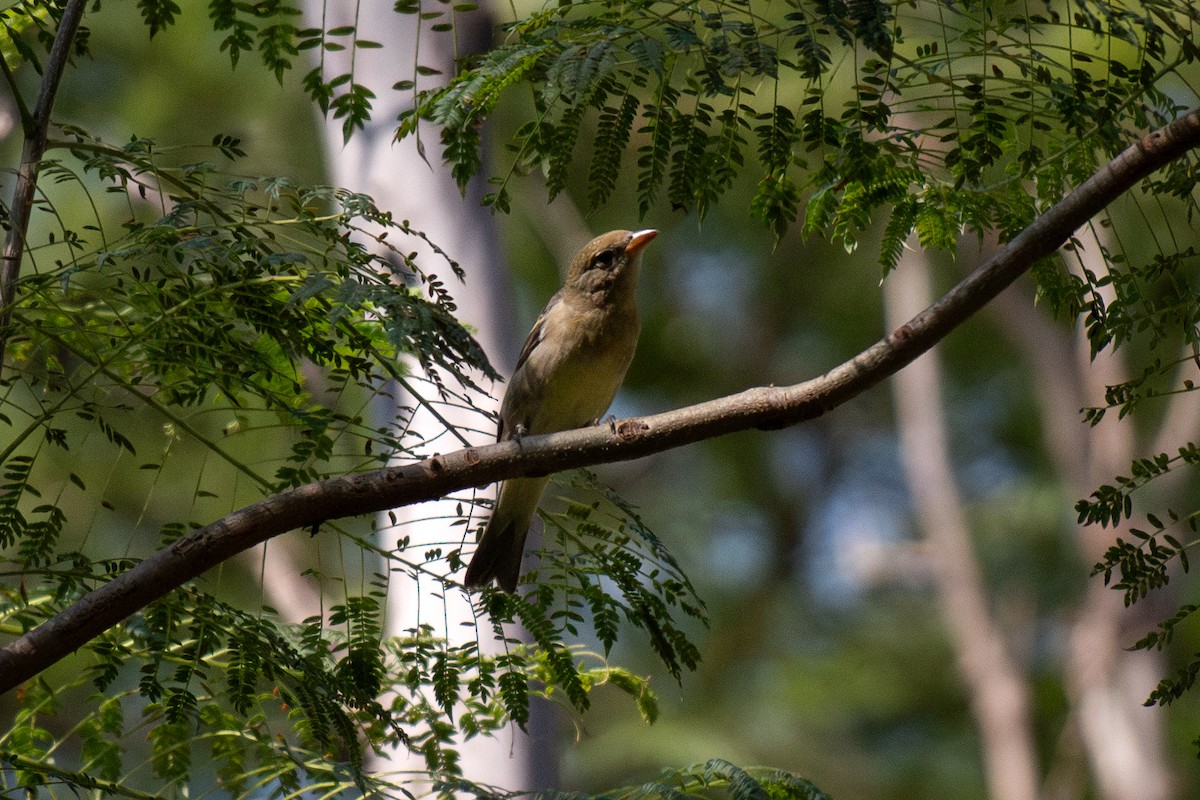 Western Tanager - ML643171014
