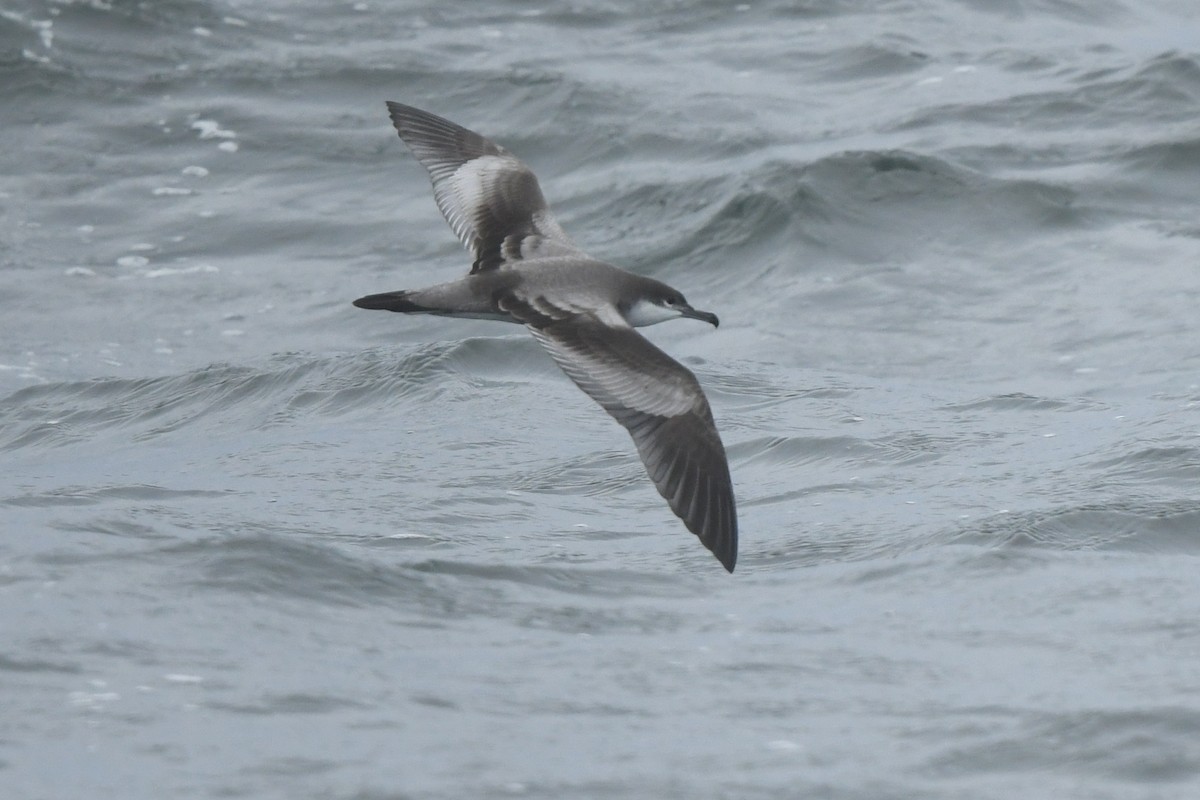 Buller's Shearwater - ML643171015