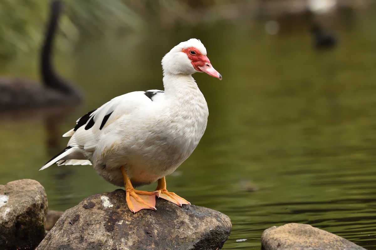 Muscovy Duck (Domestic type) - ML643171017