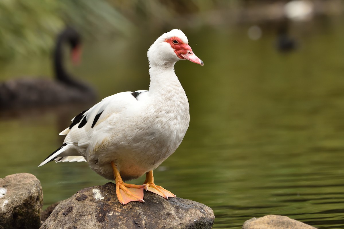 Muscovy Duck (Domestic type) - ML643171018