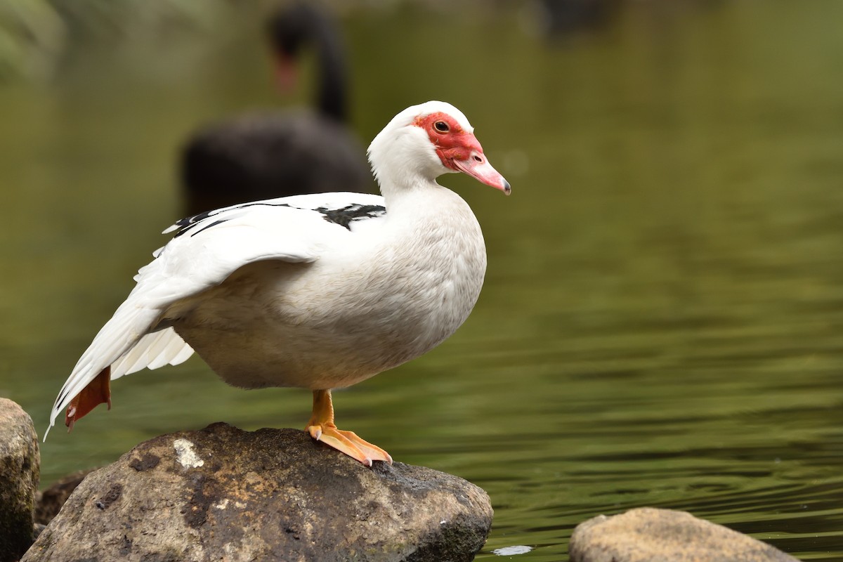 Muscovy Duck (Domestic type) - ML643171019