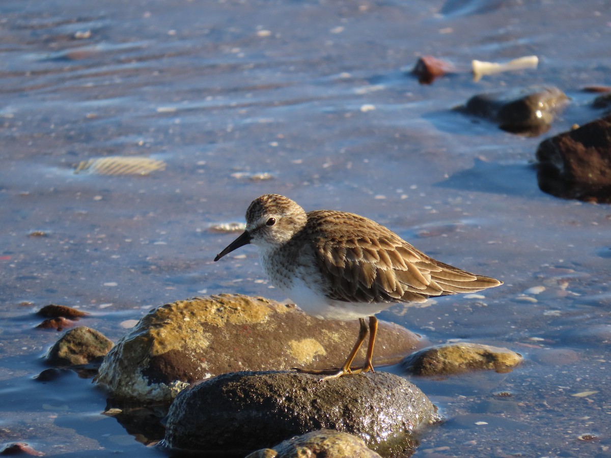 Least Sandpiper - ML643171021