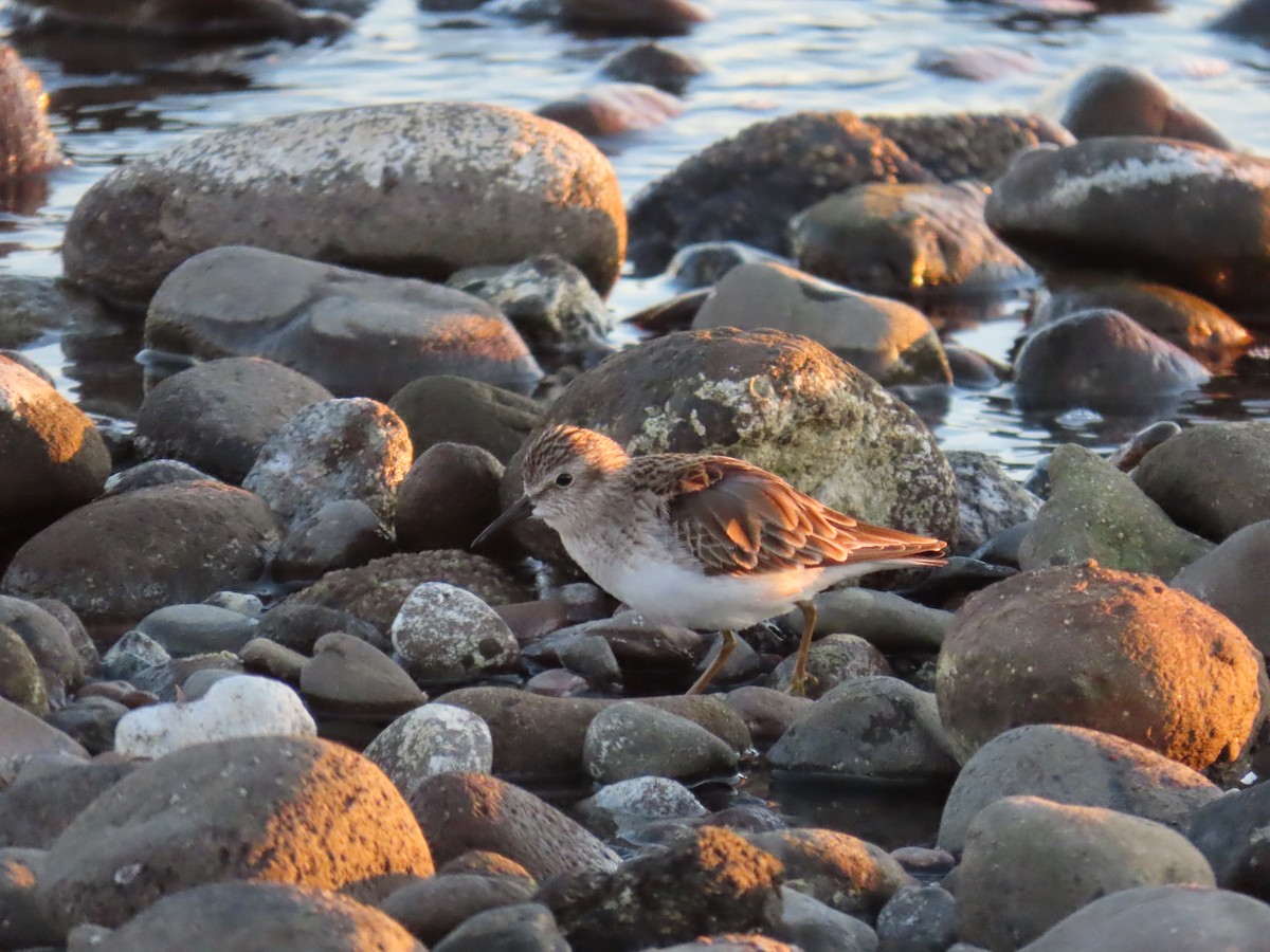 Least Sandpiper - ML643171023
