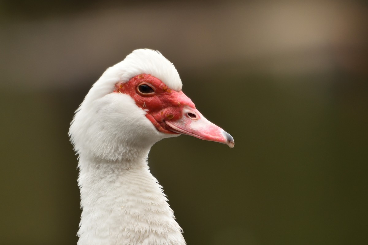 Muscovy Duck (Domestic type) - ML643171026