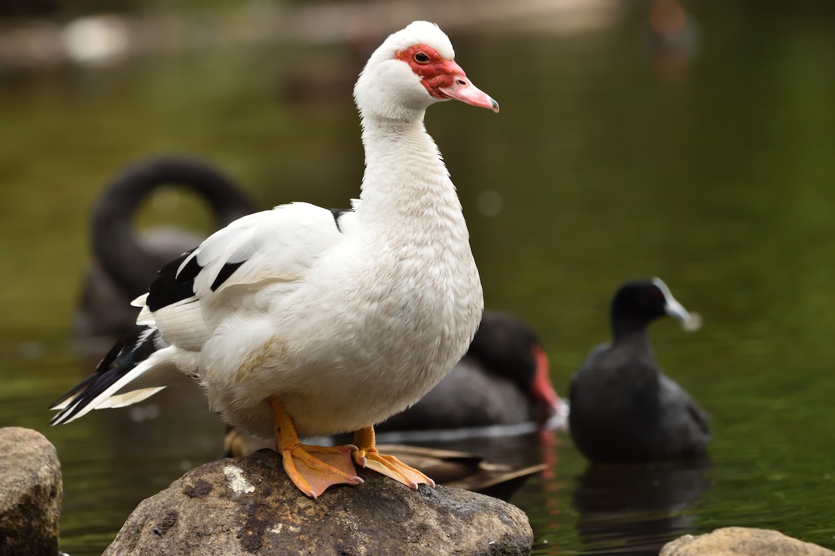 Muscovy Duck (Domestic type) - ML643171027