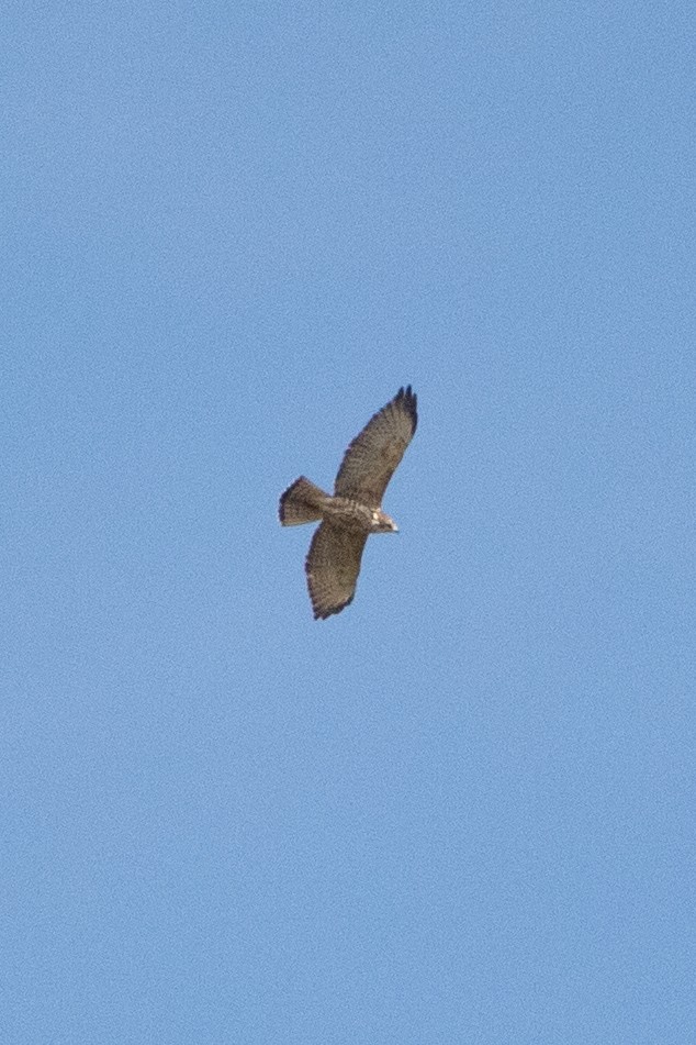 Broad-winged Hawk - ML643171029