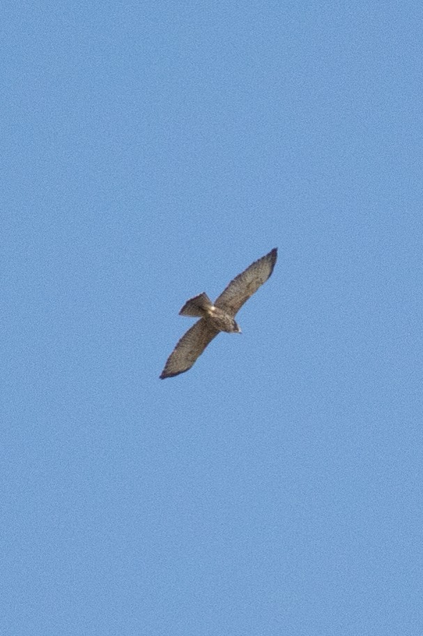 Broad-winged Hawk - ML643171030