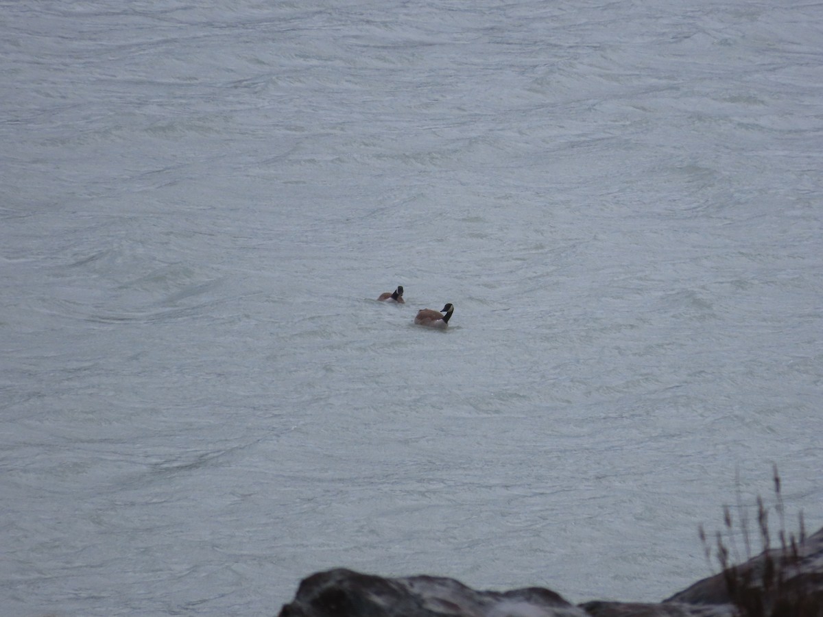 Canada Goose - ML643171032
