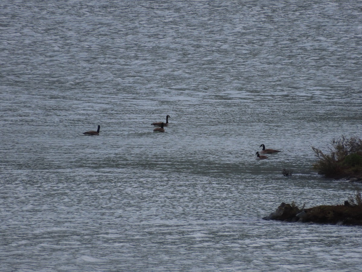 Canada Goose - ML643171033