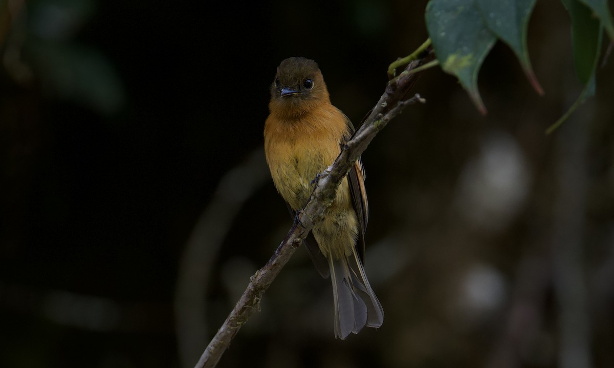 Cinnamon Flycatcher - ML643171034