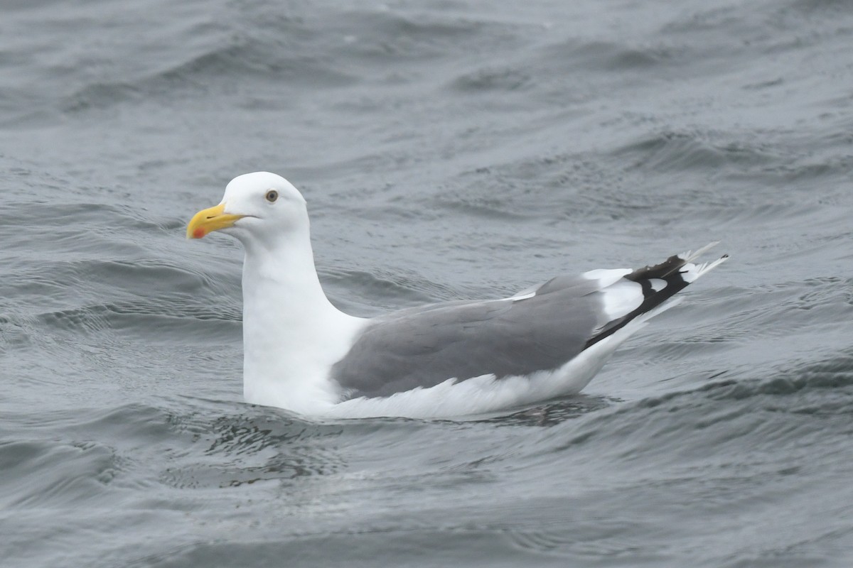Western/Glaucous-winged Gull - ML643171036